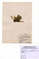 藏品(棒型總狀蕨藻)的圖片